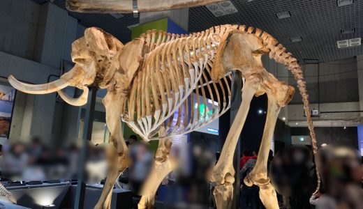 上野・国立科学博物館「大哺乳類展2」に行ってきた！混雑状況、感想など
