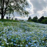 【2023】昭和記念公園のネモフィラの見頃は？4月下旬の花の様子、無料開園日