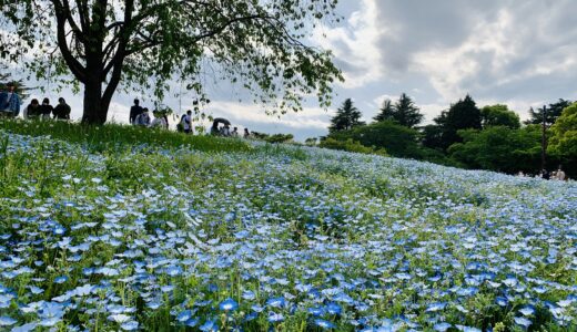 昭和記念公園のネモフィラの見頃は？4月下旬の花の様子、無料開園日